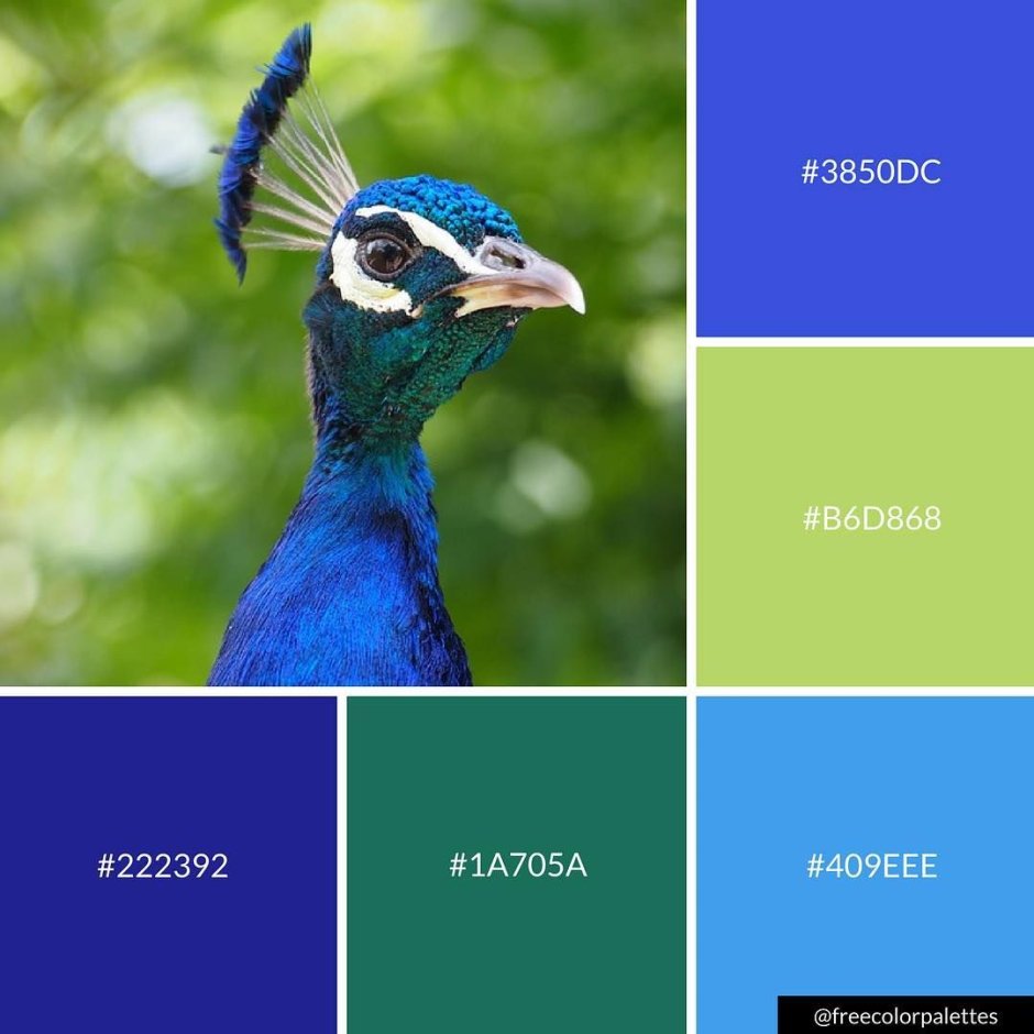 Peacock blue color