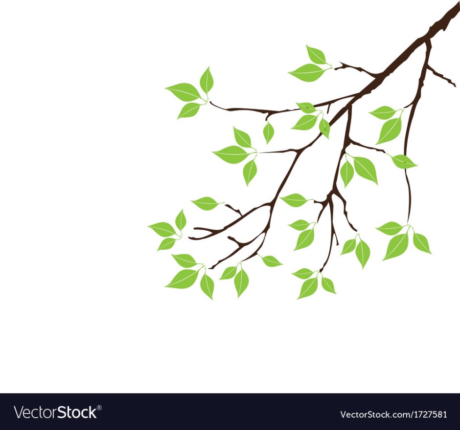 Tree branch with leaves