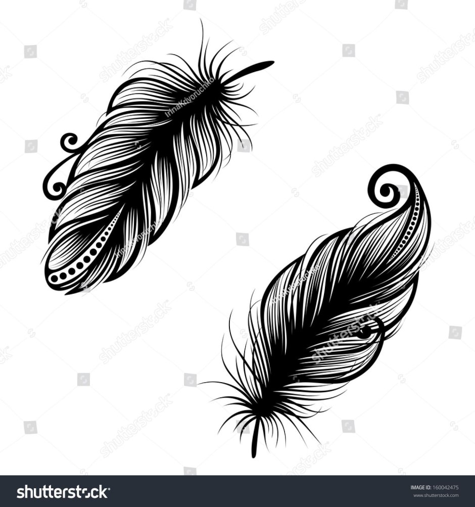 Black bird feathers