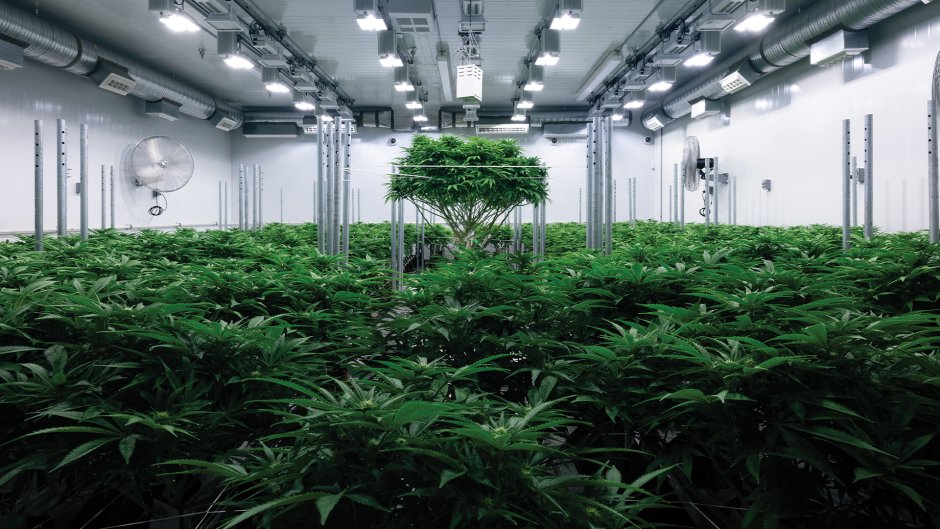 Cannabis hydroponic
