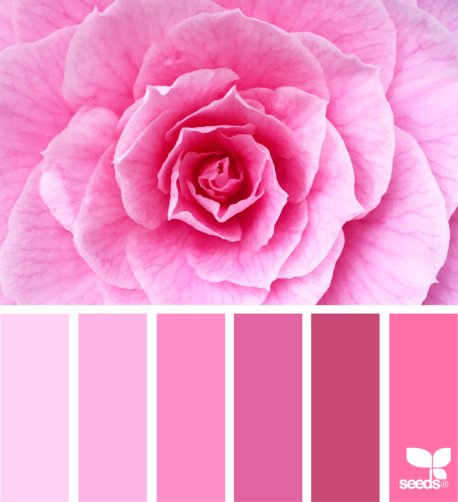 Pink colour scheme