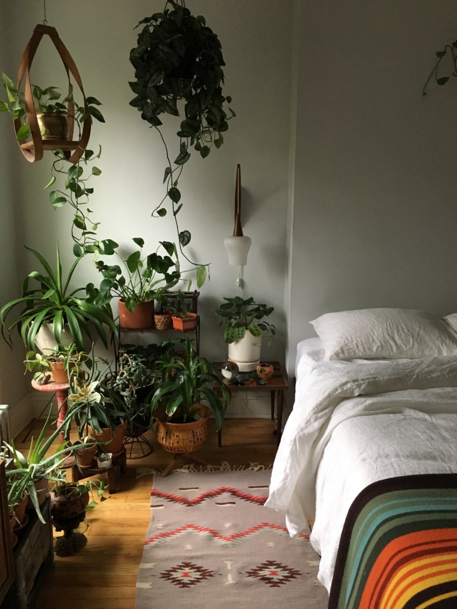 Aesthetic plants in room